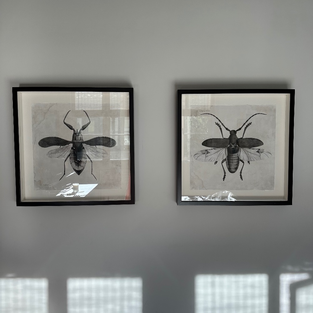 Natural Curiosities Bug prints